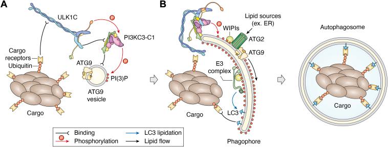 https://cdn.ncbi.nlm.nih.gov/pmc/blobs/c800/12275124/c1f368accdb1/gr1.jpg