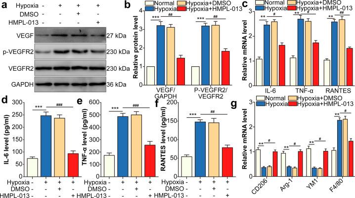 https://cdn.ncbi.nlm.nih.gov/pmc/blobs/c800/7695853/01a79e07eab8/41419_2020_3222_Fig6_HTML.jpg