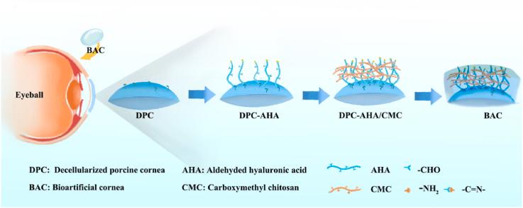 https://cdn.ncbi.nlm.nih.gov/pmc/blobs/c802/10432718/0360ee1f4c49/ga1.jpg