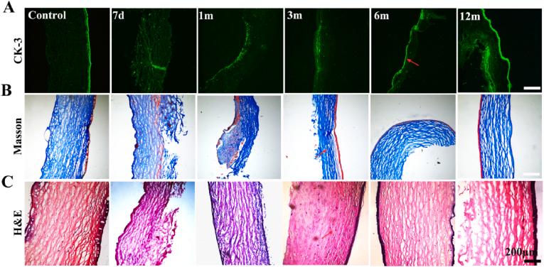 https://cdn.ncbi.nlm.nih.gov/pmc/blobs/c802/10432718/b7e0094df0a3/gr4.jpg