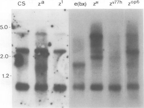 https://cdn.ncbi.nlm.nih.gov/pmc/blobs/c80b/554460/27d0373e02be/emboj00273-0148-a.jpg