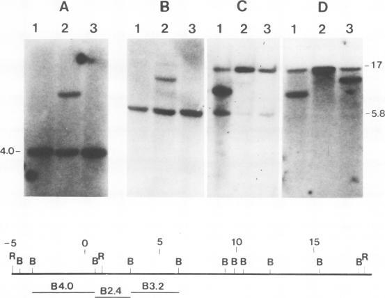 https://cdn.ncbi.nlm.nih.gov/pmc/blobs/c80b/554460/aa33ba64f38d/emboj00273-0145-b.jpg