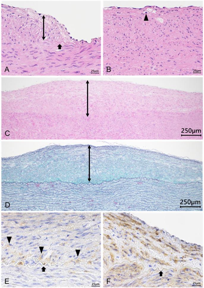 https://cdn.ncbi.nlm.nih.gov/pmc/blobs/c80d/12041998/2e24f6aee47e/in_vivo-39-1269-g0001.jpg