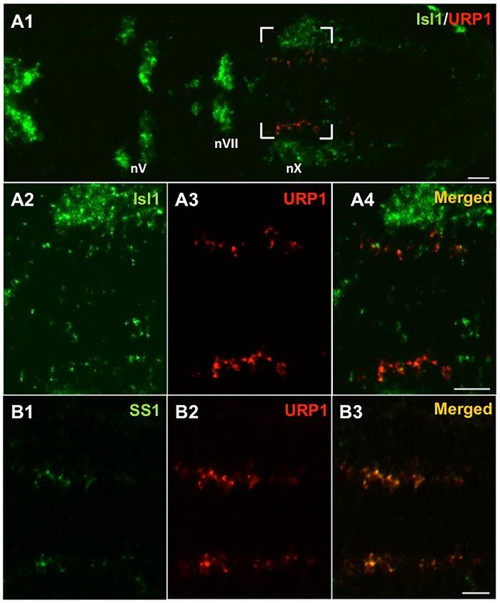 https://cdn.ncbi.nlm.nih.gov/pmc/blobs/c80f/4364556/fd2b33b08524/pone.0119290.g009.jpg