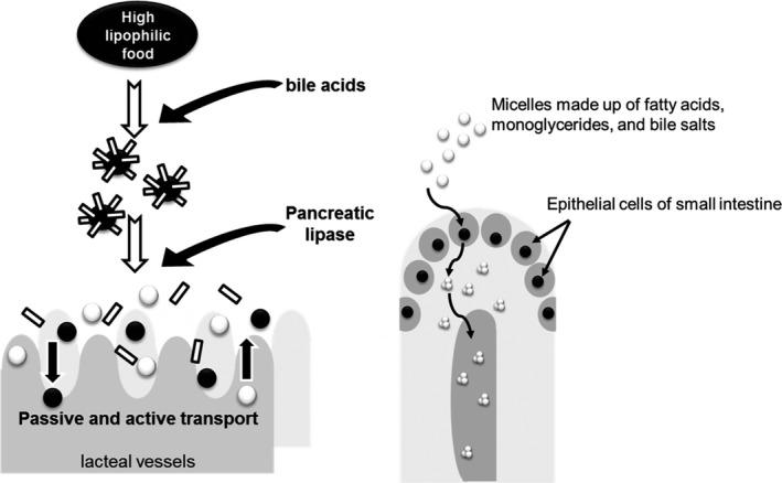 https://cdn.ncbi.nlm.nih.gov/pmc/blobs/c811/7590293/570dafc38605/FSN3-8-5660-g001.jpg