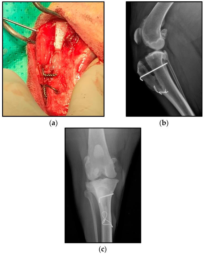 https://cdn.ncbi.nlm.nih.gov/pmc/blobs/c811/8388684/785b131ec44e/animals-11-02404-g002.jpg