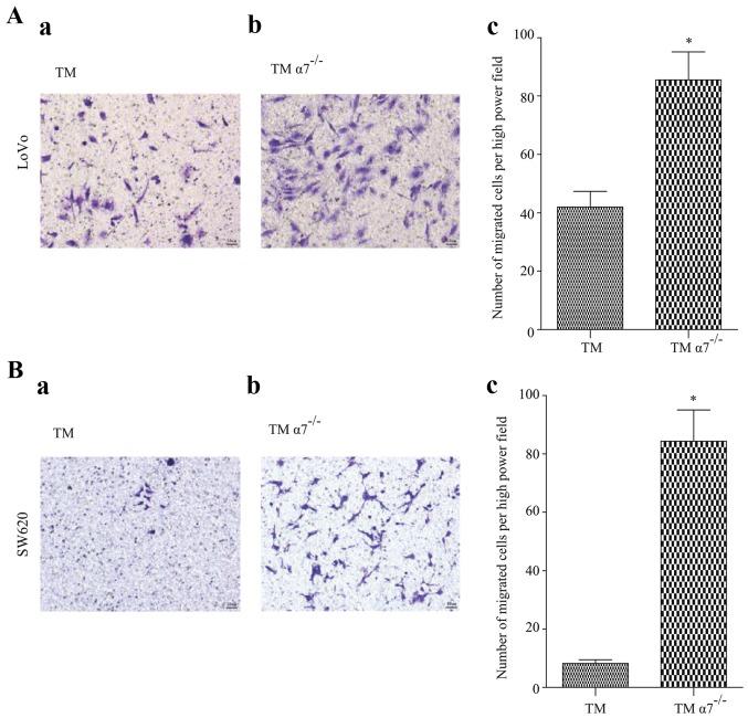 https://cdn.ncbi.nlm.nih.gov/pmc/blobs/c81c/5780013/08a1e5839d82/OR-38-05-2619-g03.jpg