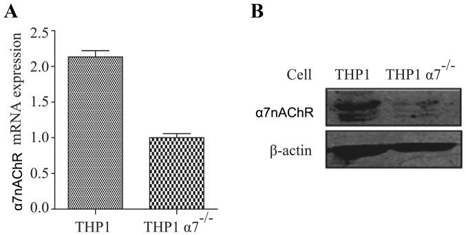 https://cdn.ncbi.nlm.nih.gov/pmc/blobs/c81c/5780013/405b0854e3d2/OR-38-05-2619-g00.jpg