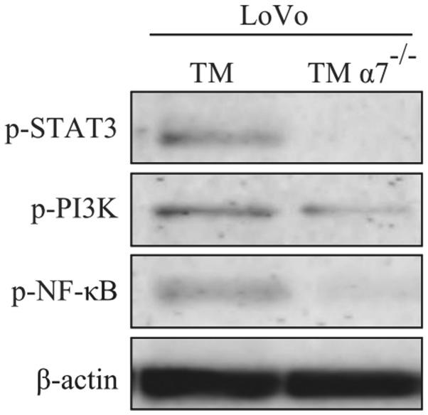 https://cdn.ncbi.nlm.nih.gov/pmc/blobs/c81c/5780013/a51beafd7b2e/OR-38-05-2619-g04.jpg