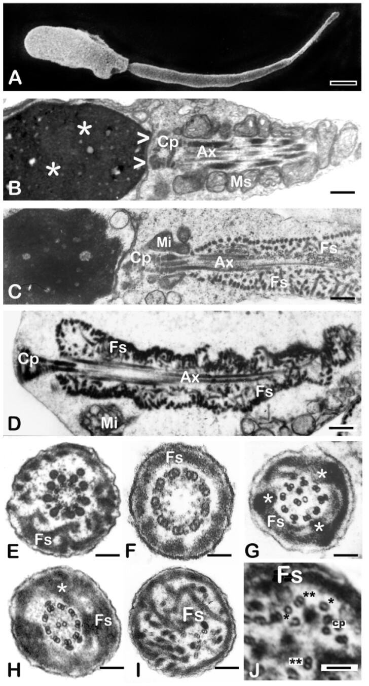 https://cdn.ncbi.nlm.nih.gov/pmc/blobs/c81c/8373475/211609834c52/deab099f2.jpg
