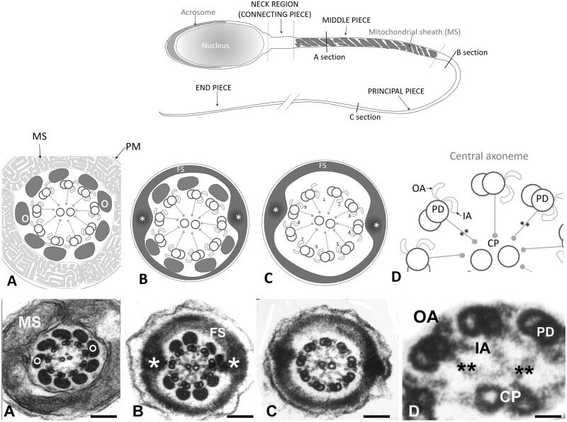 https://cdn.ncbi.nlm.nih.gov/pmc/blobs/c81c/8373475/85c34e6ab1ff/deab099f1.jpg