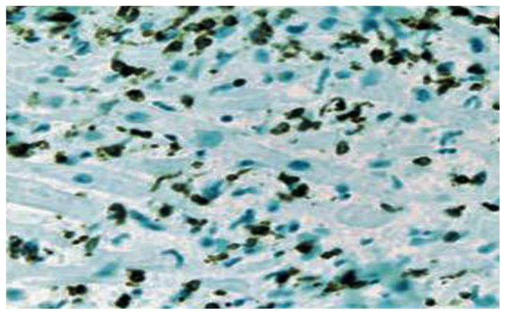 https://cdn.ncbi.nlm.nih.gov/pmc/blobs/c81d/10145666/99e91ebc5ff6/viruses-15-00916-g002.jpg