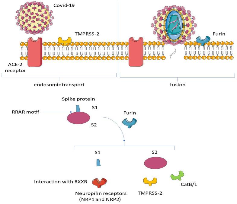 https://cdn.ncbi.nlm.nih.gov/pmc/blobs/c81d/10145666/da3914e3f17e/viruses-15-00916-g003.jpg
