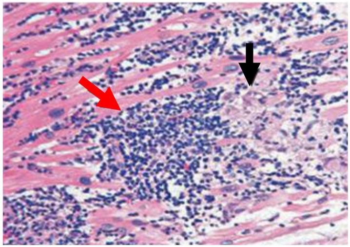 https://cdn.ncbi.nlm.nih.gov/pmc/blobs/c81d/10145666/f9436a7a73fd/viruses-15-00916-g001.jpg