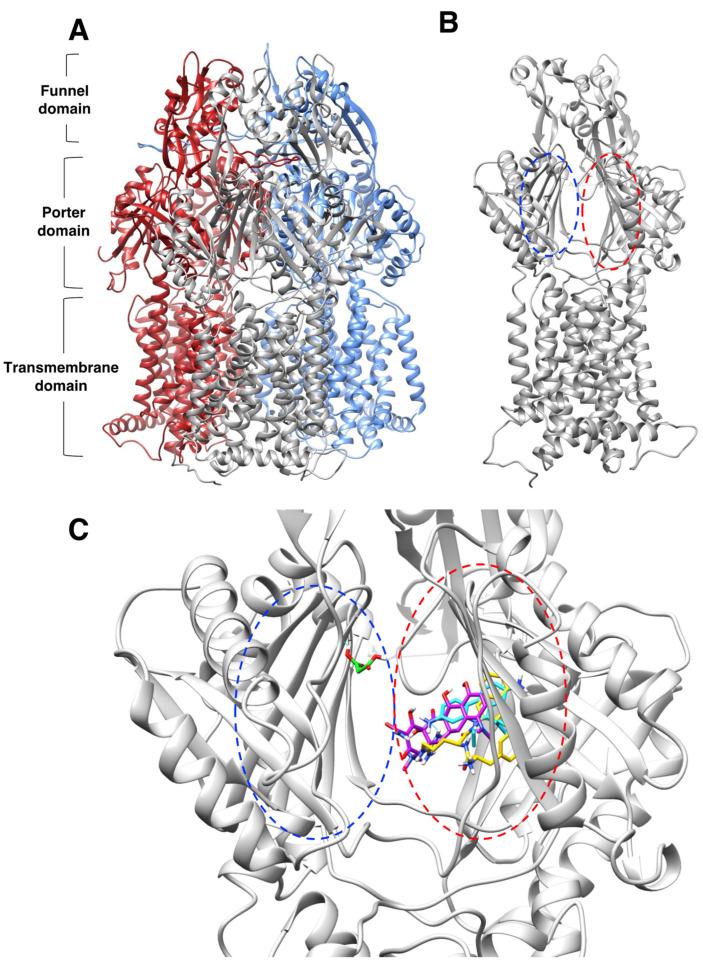 https://cdn.ncbi.nlm.nih.gov/pmc/blobs/c81f/9781404/43697996e293/pathogens-11-01409-g004.jpg