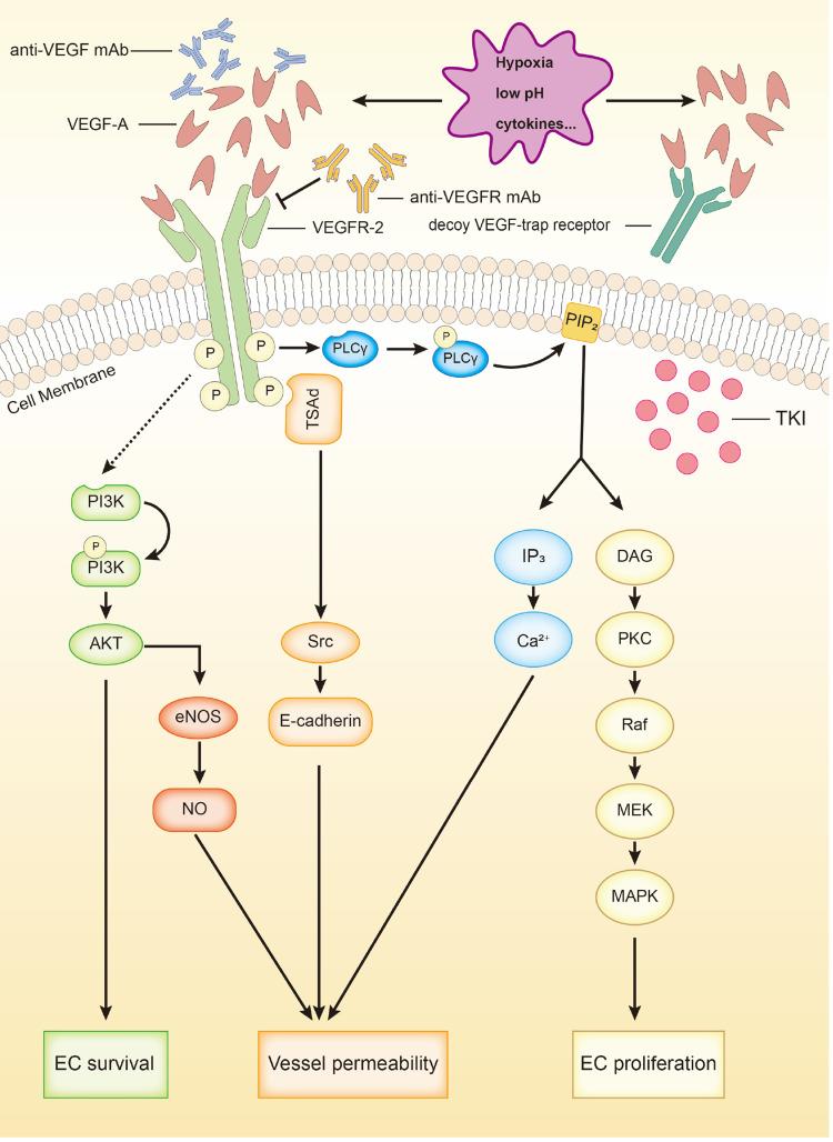 https://cdn.ncbi.nlm.nih.gov/pmc/blobs/c821/7699985/63c5c8777d0f/OTT-13-12113-g0001.jpg
