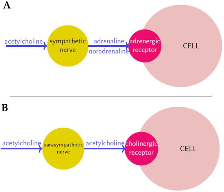 https://cdn.ncbi.nlm.nih.gov/pmc/blobs/c822/8125307/0f04caa2d95e/cancers-13-02138-g001.jpg