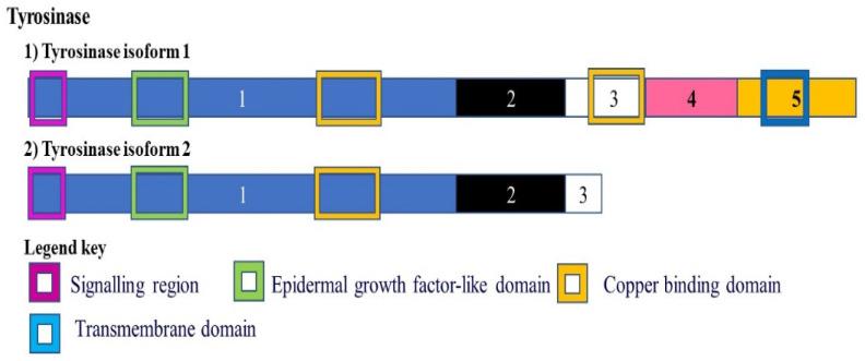 https://cdn.ncbi.nlm.nih.gov/pmc/blobs/c822/8125307/50d889ab2a60/cancers-13-02138-g005.jpg
