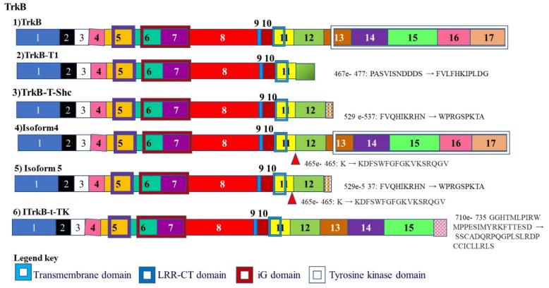 https://cdn.ncbi.nlm.nih.gov/pmc/blobs/c822/8125307/aee4bac61c98/cancers-13-02138-g006.jpg