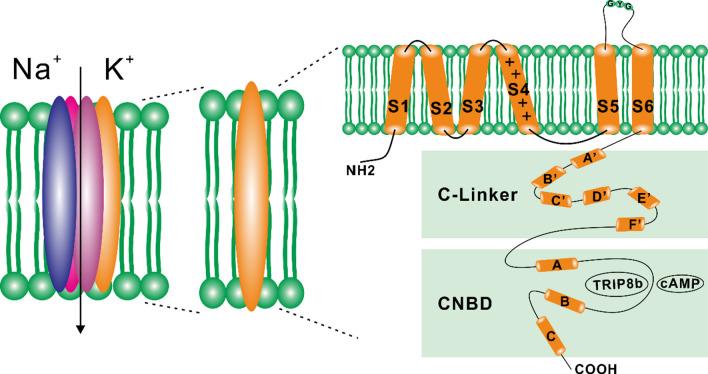 https://cdn.ncbi.nlm.nih.gov/pmc/blobs/c823/11072141/39ee05a8aac9/18_2024_5163_Fig1_HTML.jpg