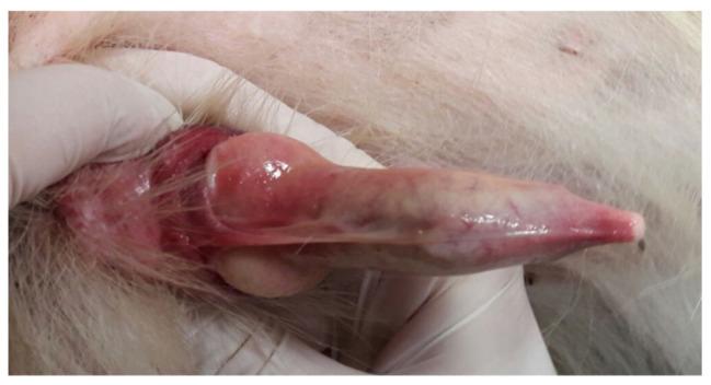 https://cdn.ncbi.nlm.nih.gov/pmc/blobs/c823/12298178/113bd585477b/vetsci-12-00663-g004.jpg