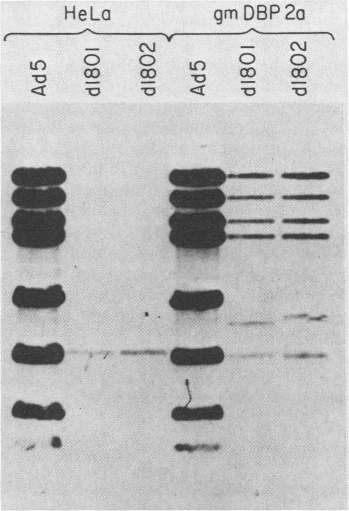 https://cdn.ncbi.nlm.nih.gov/pmc/blobs/c829/252647/8396cb35871f/jvirol00117-0129-b.jpg