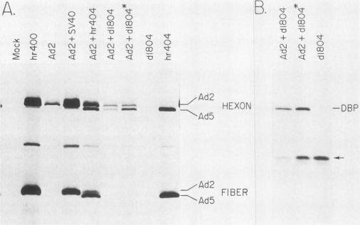 https://cdn.ncbi.nlm.nih.gov/pmc/blobs/c829/252647/e961b5c78822/jvirol00117-0130-a.jpg