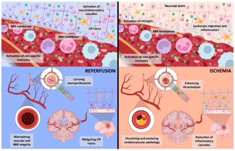 https://cdn.ncbi.nlm.nih.gov/pmc/blobs/c82b/10045028/ad0ae5def2e2/biomedicines-11-00780-g003.jpg