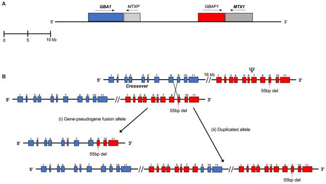 https://cdn.ncbi.nlm.nih.gov/pmc/blobs/c831/8255797/878079a1bd7a/fgene-12-684067-g0001.jpg