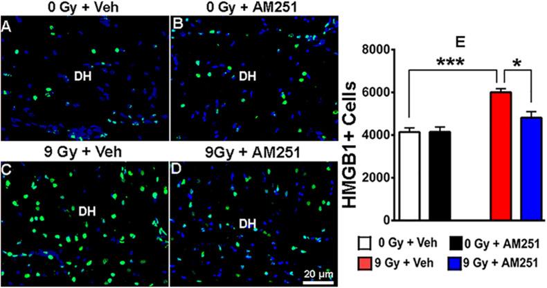 https://cdn.ncbi.nlm.nih.gov/pmc/blobs/c832/8273551/6cf8afb2af7b/fncel-15-668286-g006.jpg