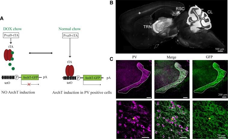 https://cdn.ncbi.nlm.nih.gov/pmc/blobs/c834/8887905/edd4a0530849/fcac010f1.jpg
