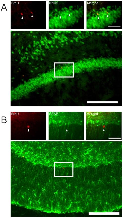 https://cdn.ncbi.nlm.nih.gov/pmc/blobs/c837/2822849/1074888d198f/pone.0009260.g006.jpg