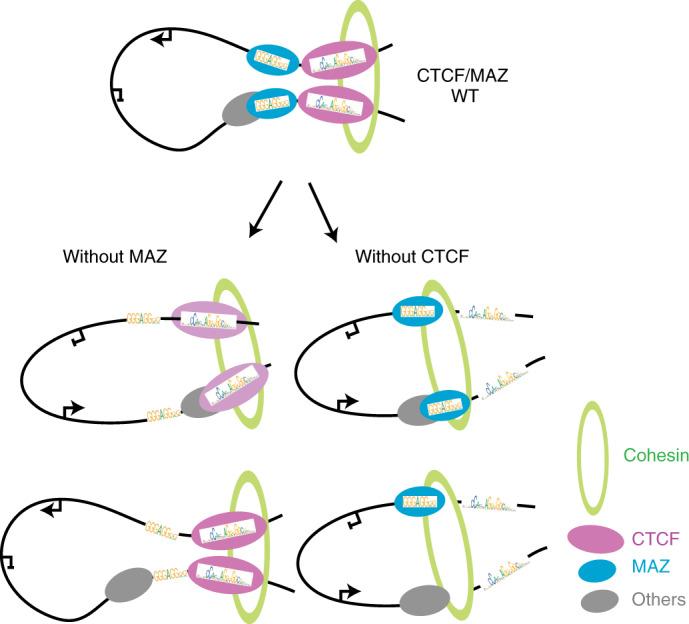 https://cdn.ncbi.nlm.nih.gov/pmc/blobs/c839/8837555/0dd185350398/41588_2021_1008_Fig7_HTML.jpg