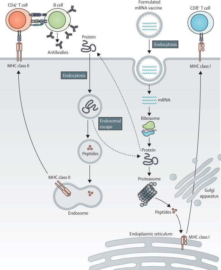 https://cdn.ncbi.nlm.nih.gov/pmc/blobs/c841/9512276/8aaf6a21b4de/gr1_lrg.jpg