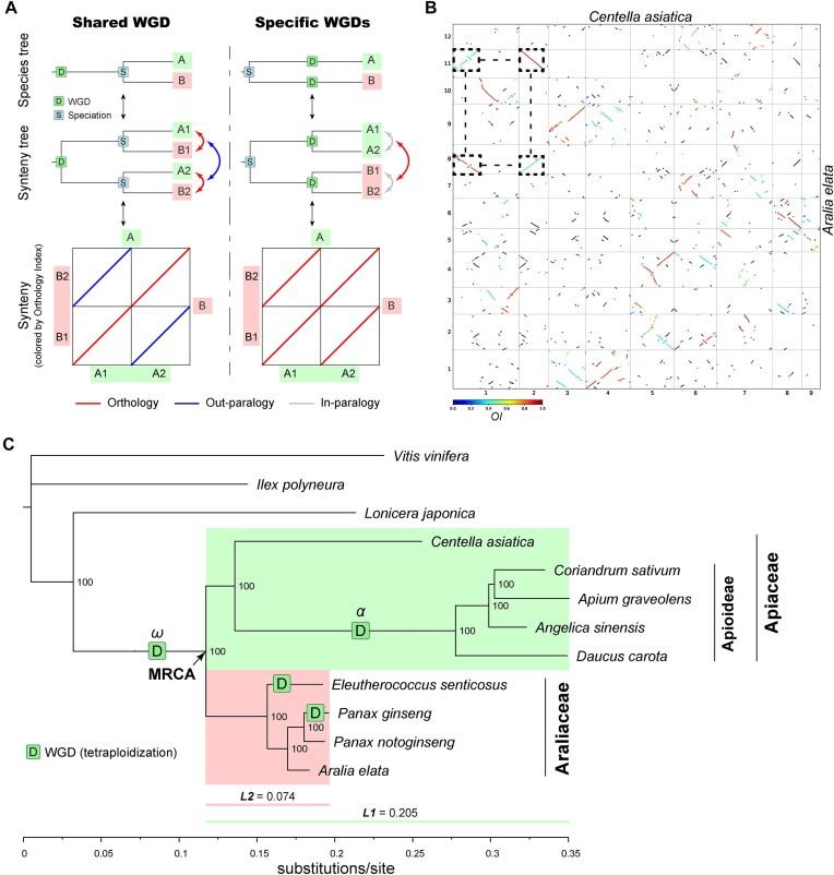 https://cdn.ncbi.nlm.nih.gov/pmc/blobs/c842/12006799/dcb752ba1b87/gkaf320fig3.jpg