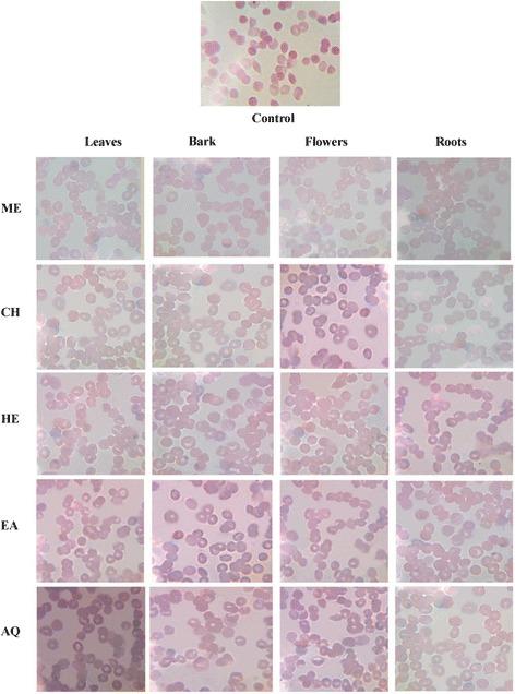 https://cdn.ncbi.nlm.nih.gov/pmc/blobs/c843/5594526/27aa67abd32a/12906_2017_1958_Fig5_HTML.jpg