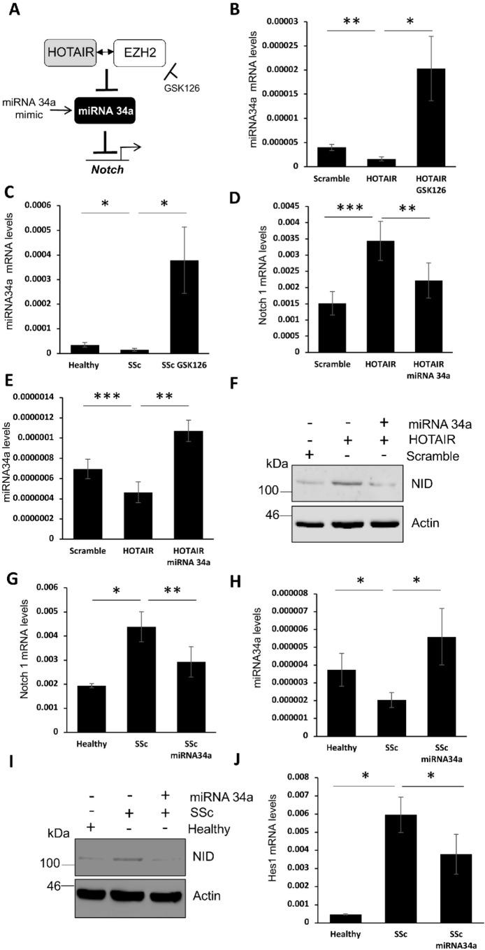 https://cdn.ncbi.nlm.nih.gov/pmc/blobs/c844/7147169/ebcd7b4b2e89/annrheumdis-2019-216542f05.jpg