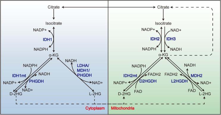 https://cdn.ncbi.nlm.nih.gov/pmc/blobs/c845/8033037/096651f6b43e/fcell-09-651317-g001.jpg