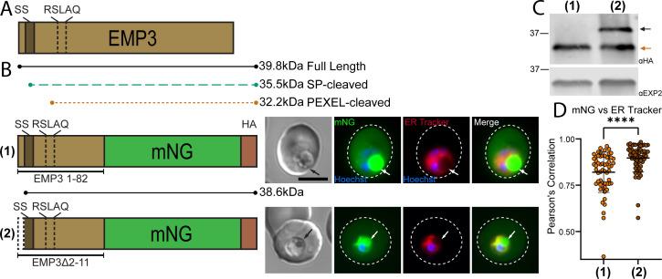 https://cdn.ncbi.nlm.nih.gov/pmc/blobs/c849/10900883/a81663a47754/msphere.00393-23.f004.jpg
