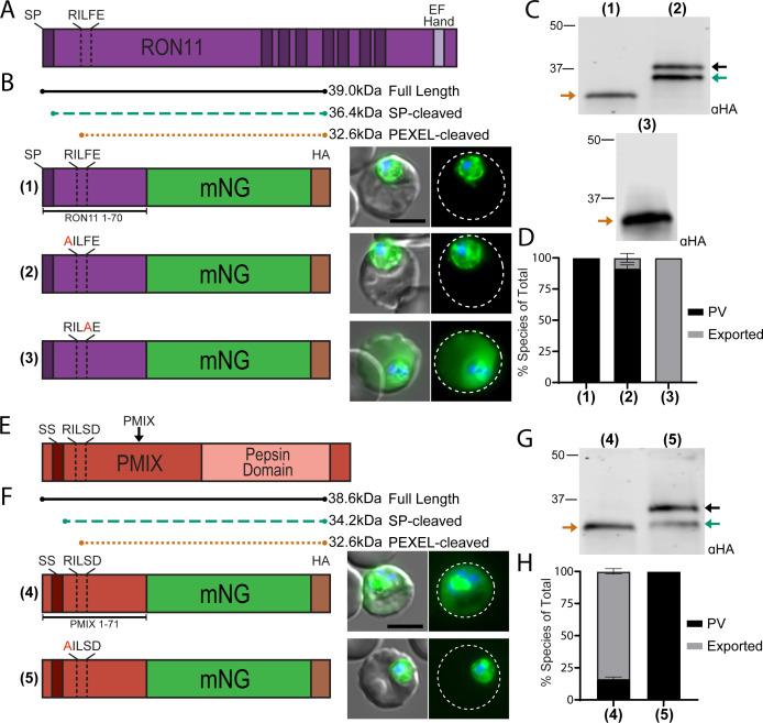 https://cdn.ncbi.nlm.nih.gov/pmc/blobs/c849/10900883/f493054a66f2/msphere.00393-23.f003.jpg