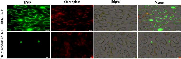 https://cdn.ncbi.nlm.nih.gov/pmc/blobs/c84c/12078277/12a5b6b90fea/fpls-16-1514134-g002.jpg