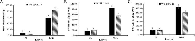 https://cdn.ncbi.nlm.nih.gov/pmc/blobs/c84c/12078277/f54f1c0599f3/fpls-16-1514134-g004.jpg