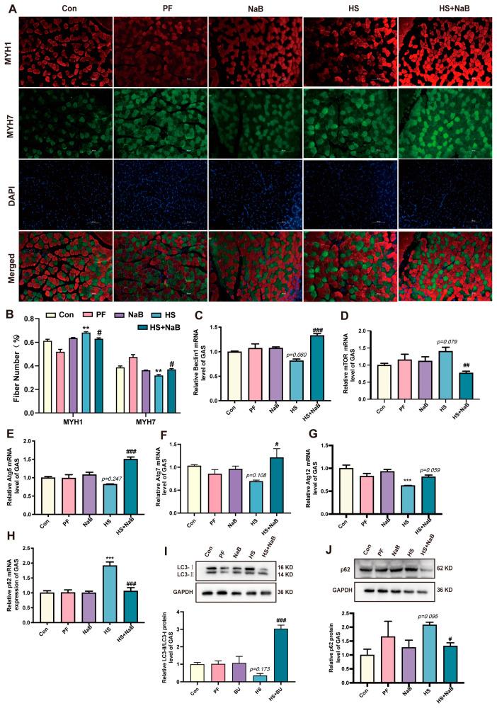 https://cdn.ncbi.nlm.nih.gov/pmc/blobs/c84e/11858507/1c8b30d03cbb/nutrients-17-00696-g005.jpg