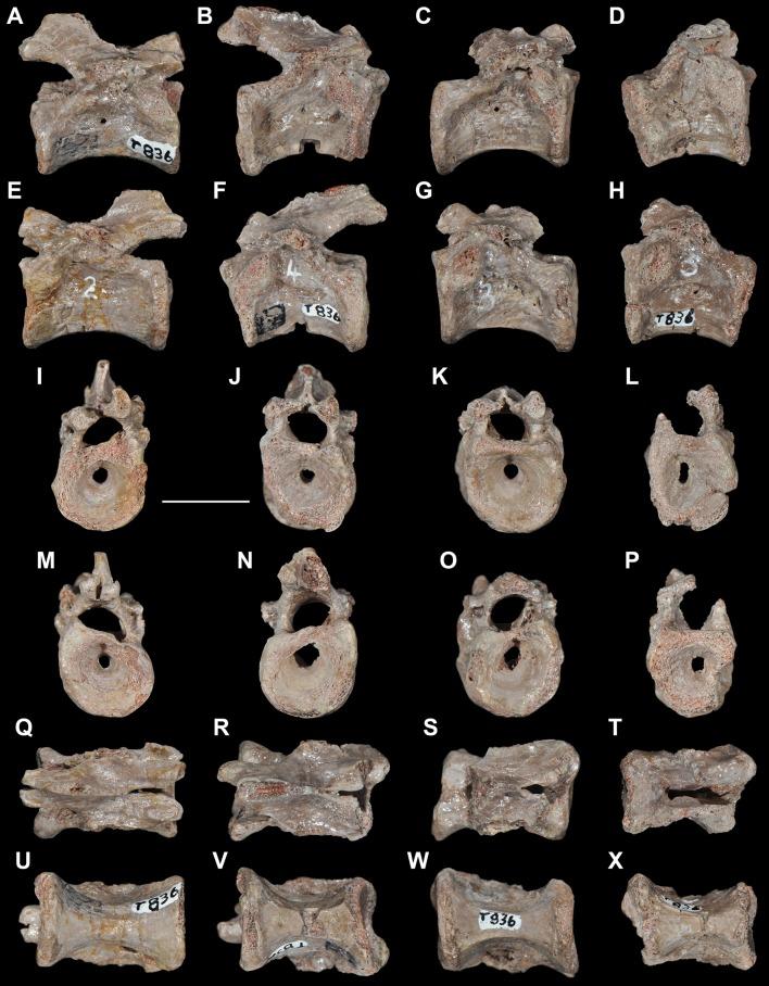https://cdn.ncbi.nlm.nih.gov/pmc/blobs/c856/3937355/d6e8db9d0f50/pone.0089165.g011.jpg