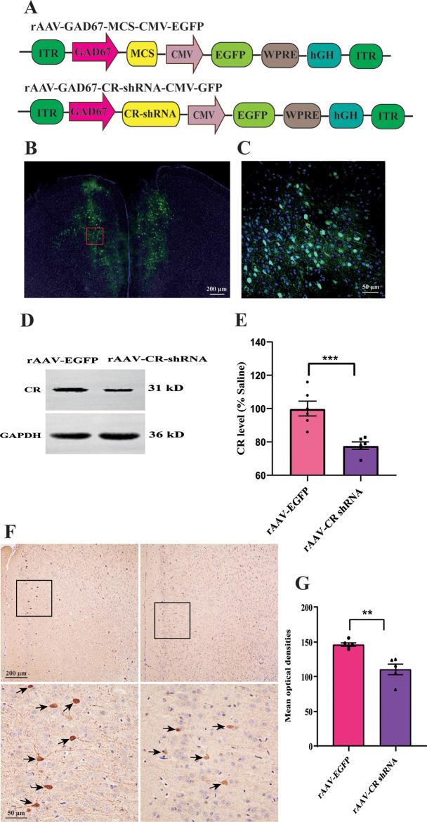 https://cdn.ncbi.nlm.nih.gov/pmc/blobs/c862/12255998/2df797daa7d2/13041_2025_1233_Fig2_HTML.jpg