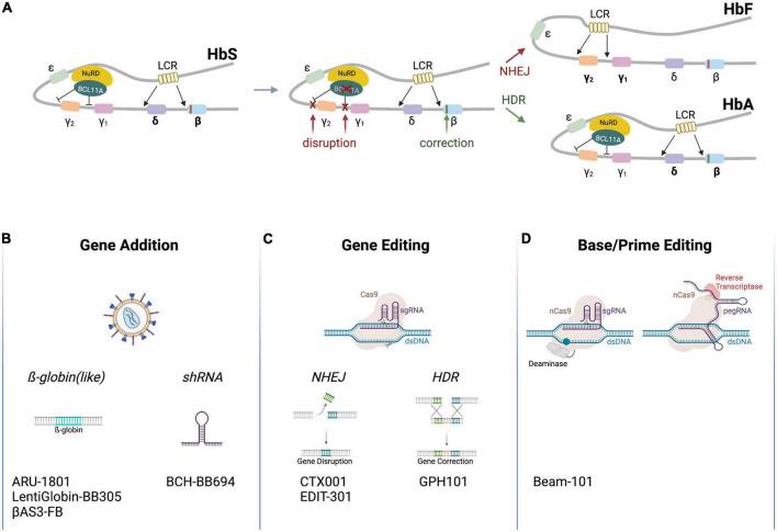 https://cdn.ncbi.nlm.nih.gov/pmc/blobs/c862/9868311/8b06d47f665d/fmed-09-1065377-g001.jpg