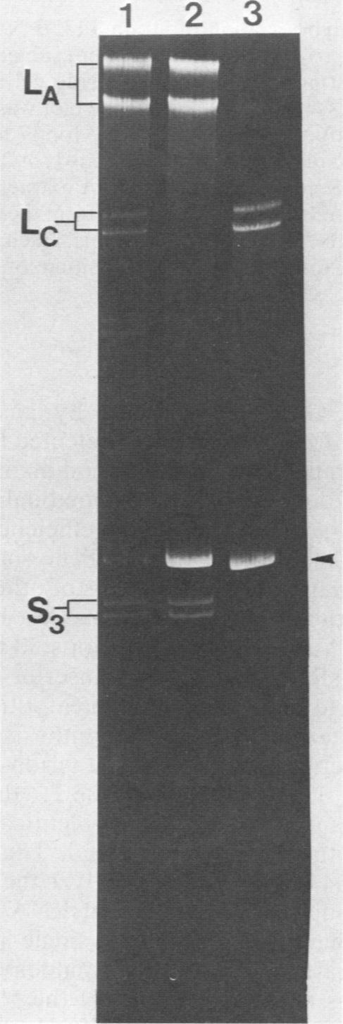 https://cdn.ncbi.nlm.nih.gov/pmc/blobs/c863/368662/7bd56b6269a6/molcellb00143-0111-a.jpg