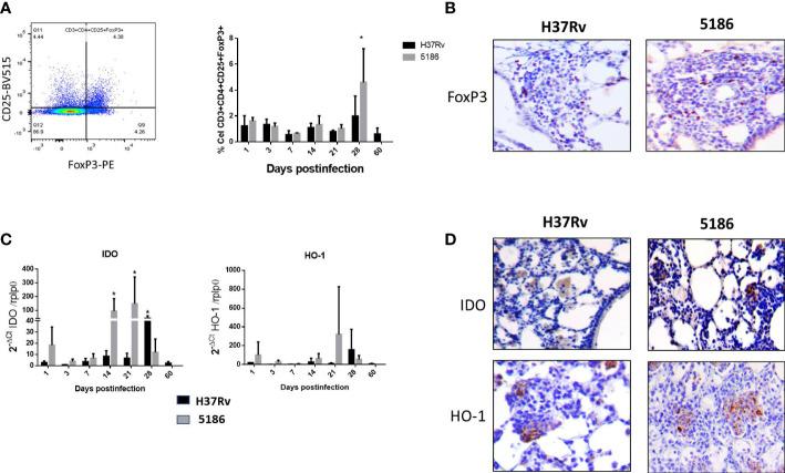 https://cdn.ncbi.nlm.nih.gov/pmc/blobs/c864/10239976/116563158b31/fcimb-13-1105872-g002.jpg