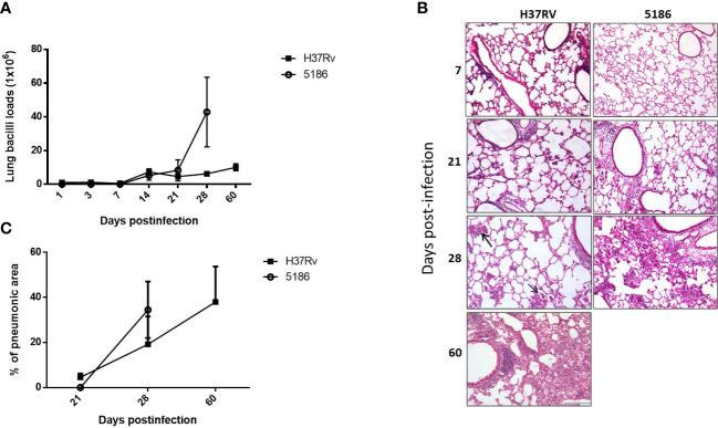 https://cdn.ncbi.nlm.nih.gov/pmc/blobs/c864/10239976/8092361d5d48/fcimb-13-1105872-g001.jpg