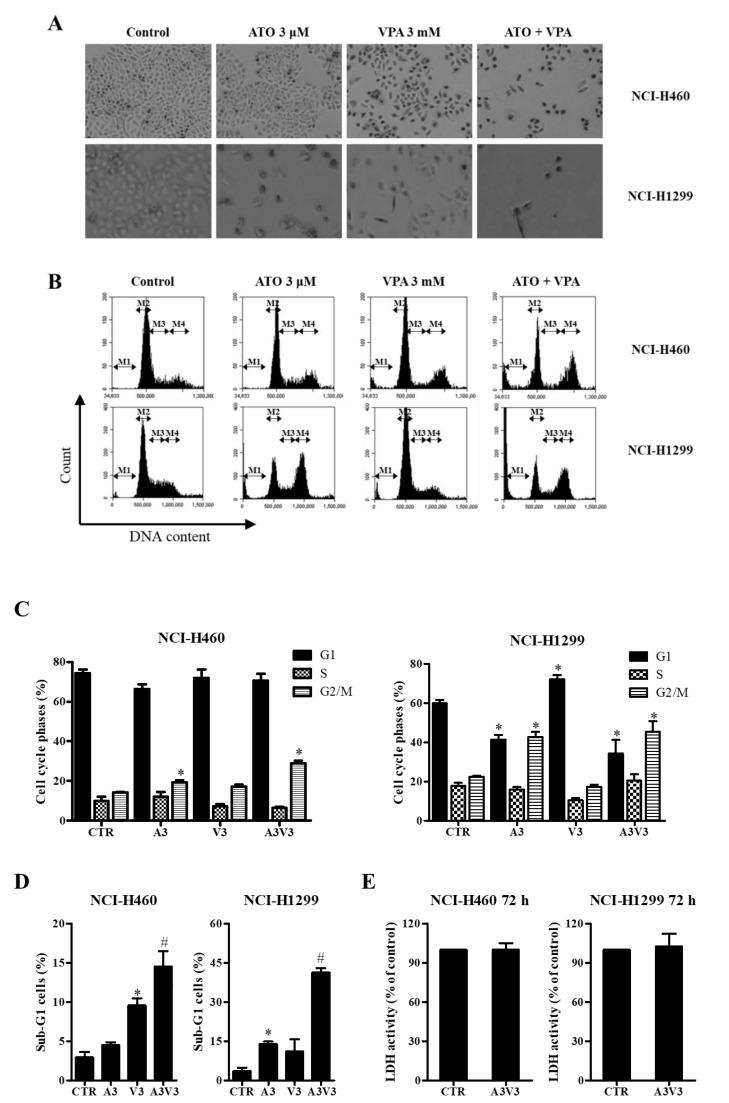https://cdn.ncbi.nlm.nih.gov/pmc/blobs/c868/7177455/9873a3340818/ijms-21-02649-g002.jpg